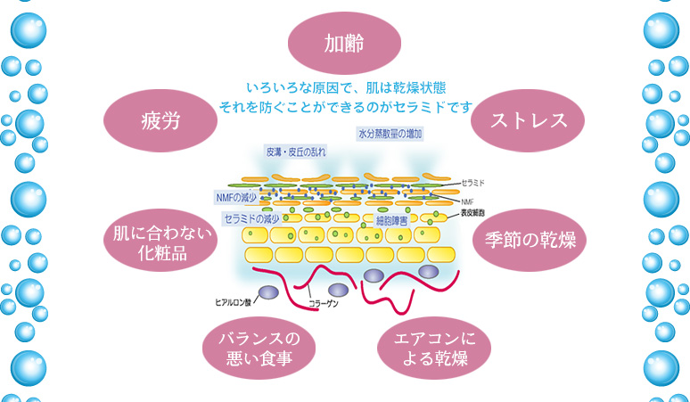 いろいろな原因で、肌は乾燥状態。それを防ぐことができるのがセラミドです