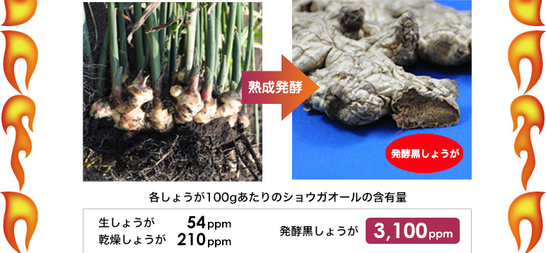 各しょうが100gあたりのショウガオールの含有量　生しょうが54ppm 乾燥しょうが210ppm 発酵黒しょうが3,100ppm